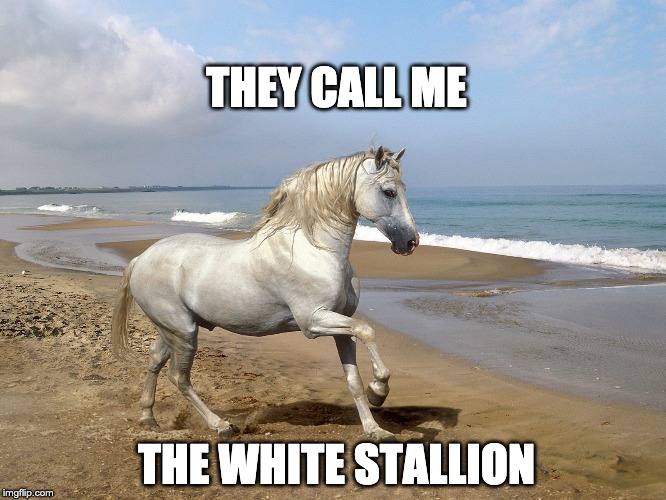 white horse on beach