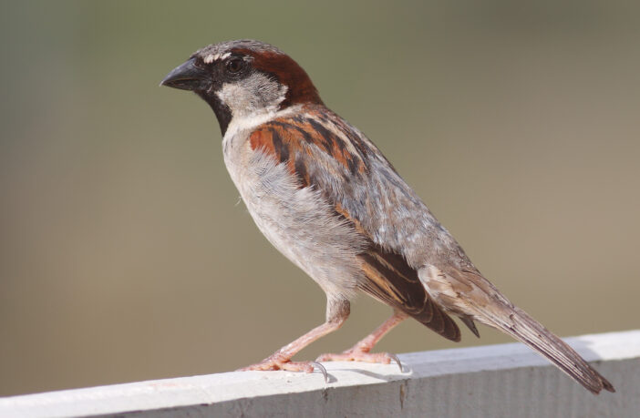 sparrow on perch