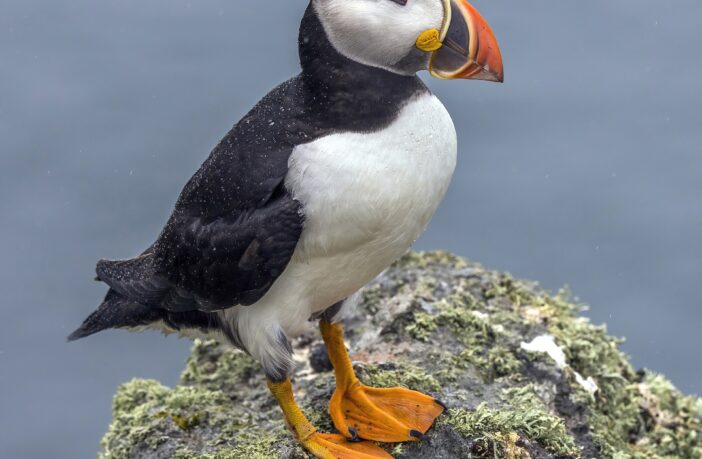 Atlantic Puffin on a rock