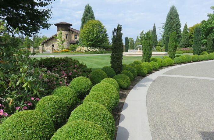 Bushes lining a street